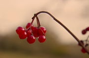 13th Nov 2013 - Red Berries.
