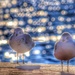Baltimore Bokeh Bird Beauties by sbolden