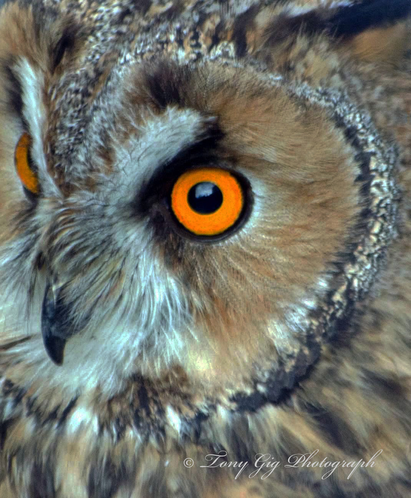 Short Eared Owl by tonygig