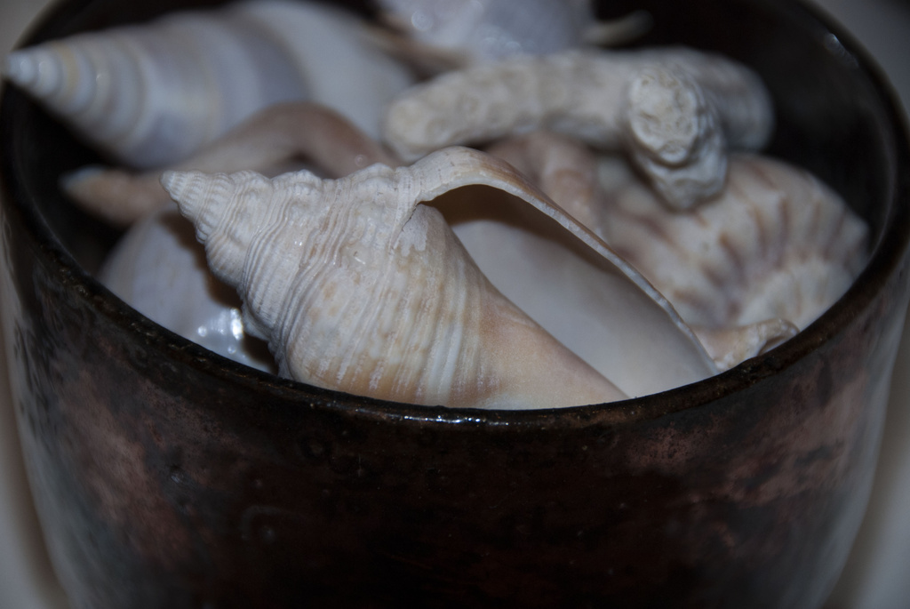 Shells by dakotakid35