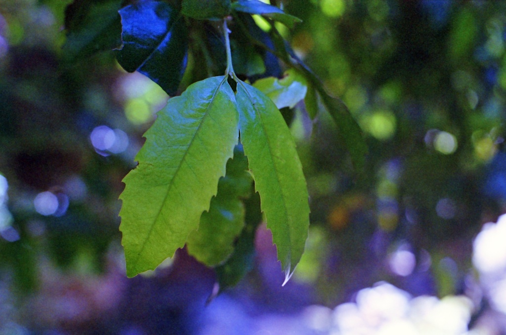 Green leaves by peterdegraaff