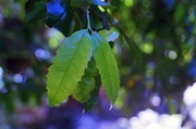 14th Nov 2013 - Green leaves