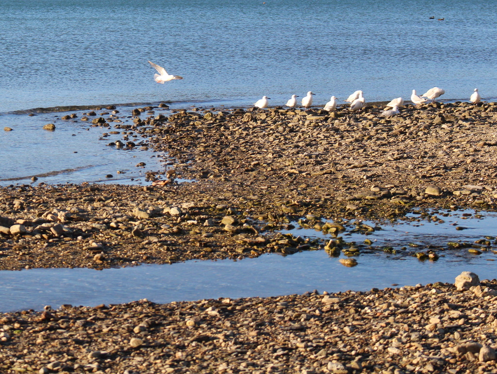 Gulls gathering by kiwinanna
