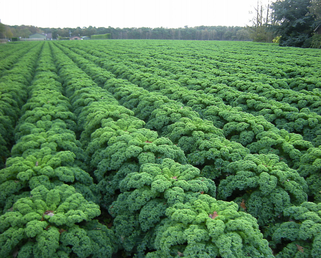  A field with Kale by pyrrhula