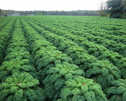 14th Nov 2013 -  A field with Kale