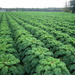  A field with Kale by pyrrhula