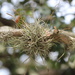 Tree Lichen by jamibann