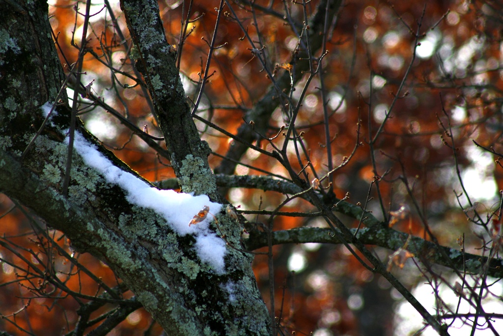 Snow on a limb and some bokeh by mittens