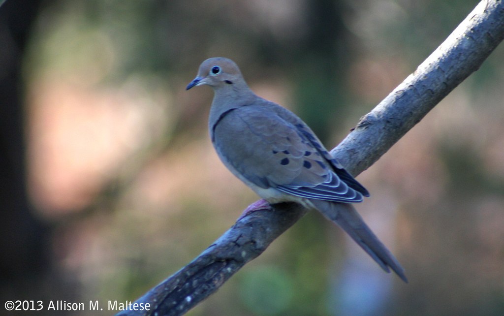 Mourning Dove by falcon11