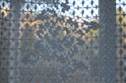 14th Nov 2013 - Looking out through lace curtains
