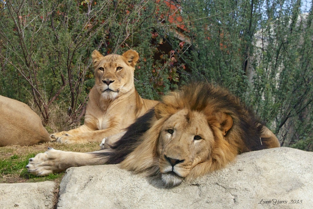 Lions at the Zoo by lynne5477