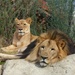 Lions at the Zoo by lynne5477