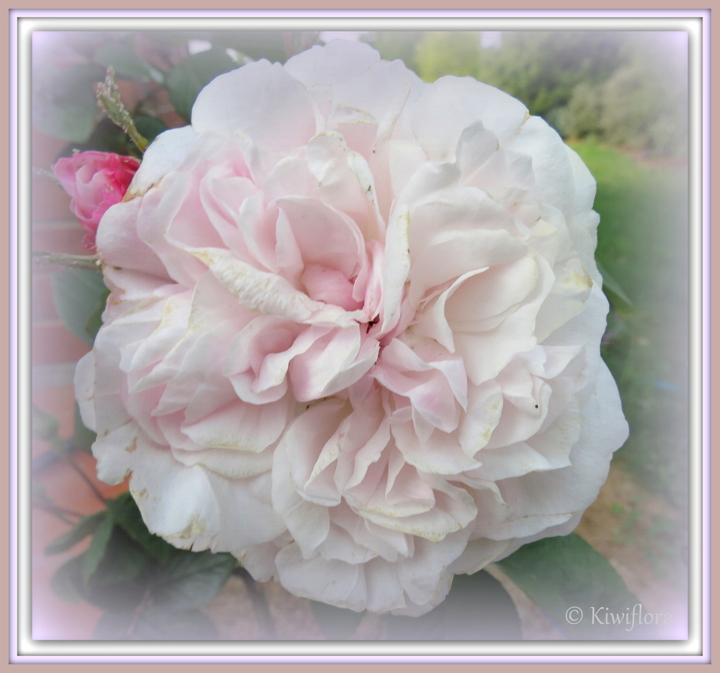 Rose 'Fantin Latour' by kiwiflora
