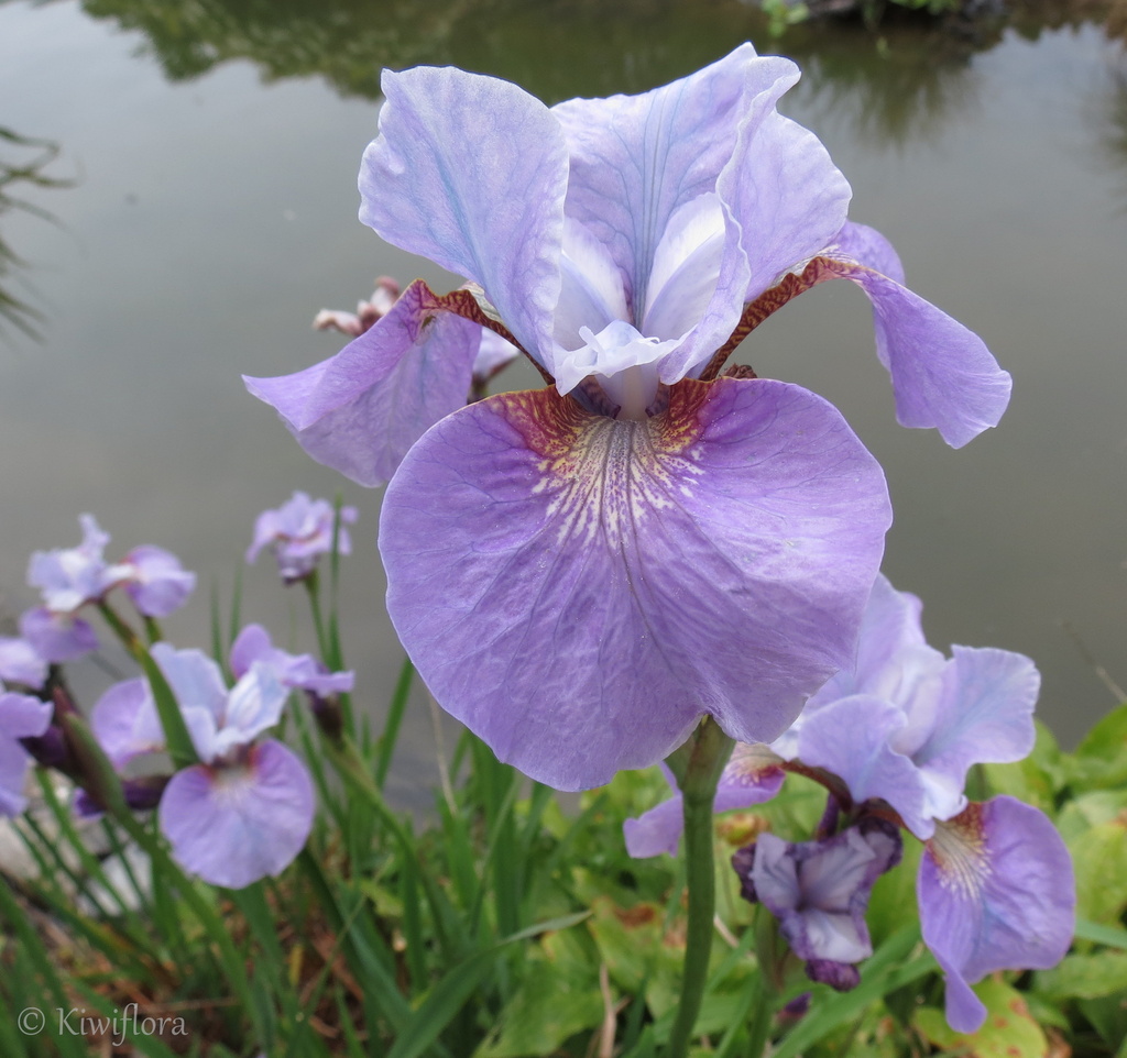 Lavender Iris by kiwiflora