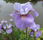 10th Nov 2013 - Lavender Iris