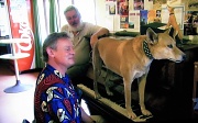 11th Sep 2010 - A Dingo Sings onThe Piano