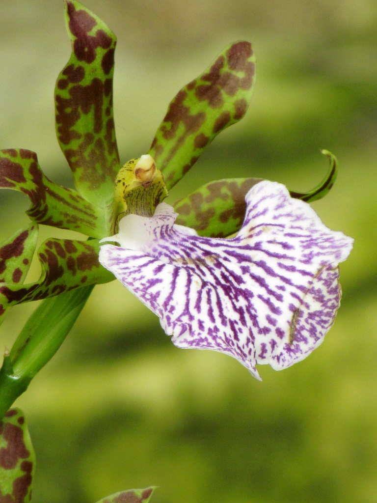 Purple Tropical Flower by juletee