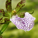 Purple Tropical Flower by juletee