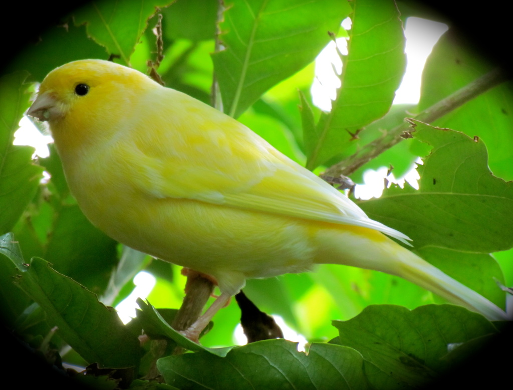 Conservatory Bird by juletee