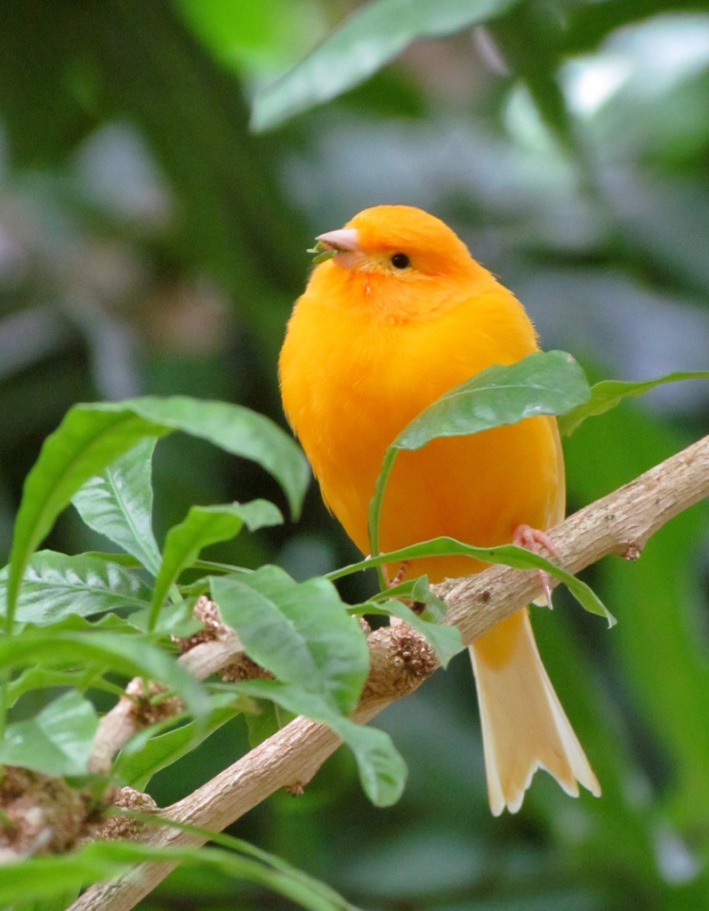 Orange Conservatory Bird by juletee