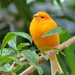 Orange Conservatory Bird by juletee
