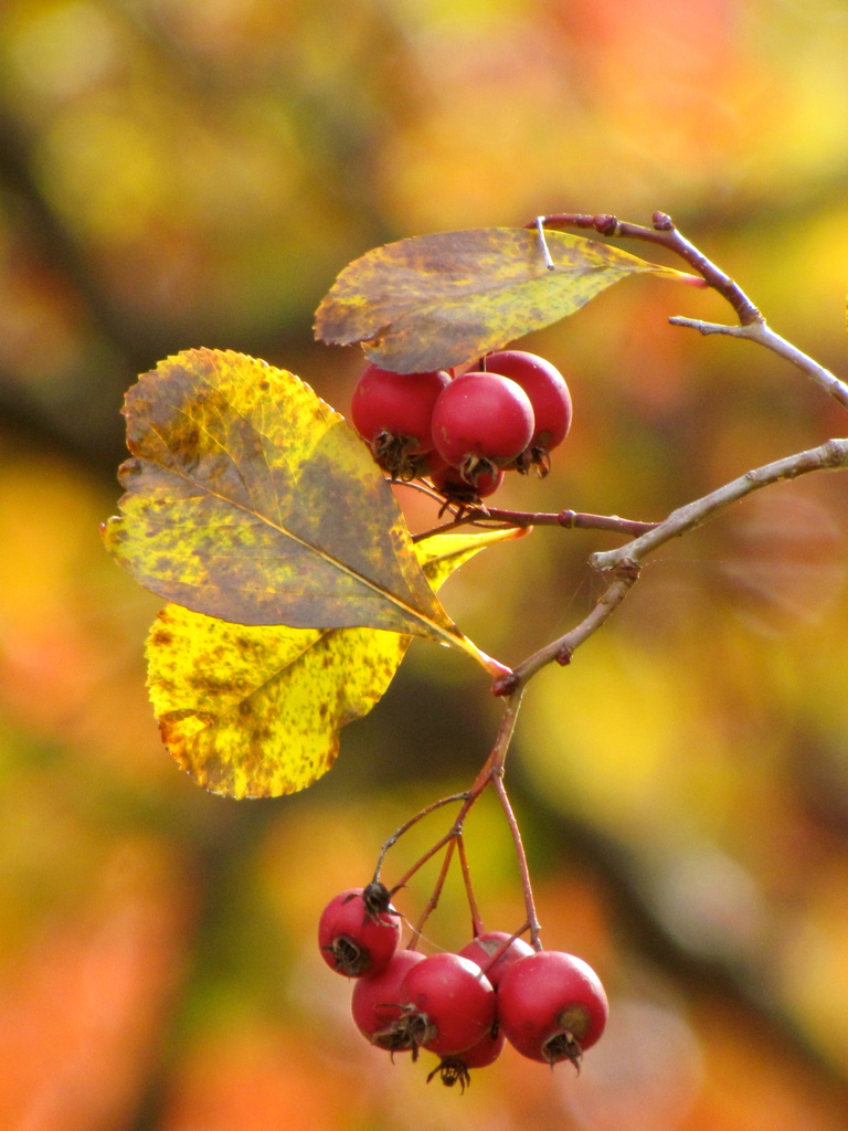 Fall Berries by juletee
