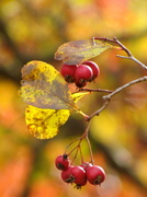 2nd Nov 2013 - Fall Berries