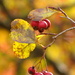 Fall Berries by juletee