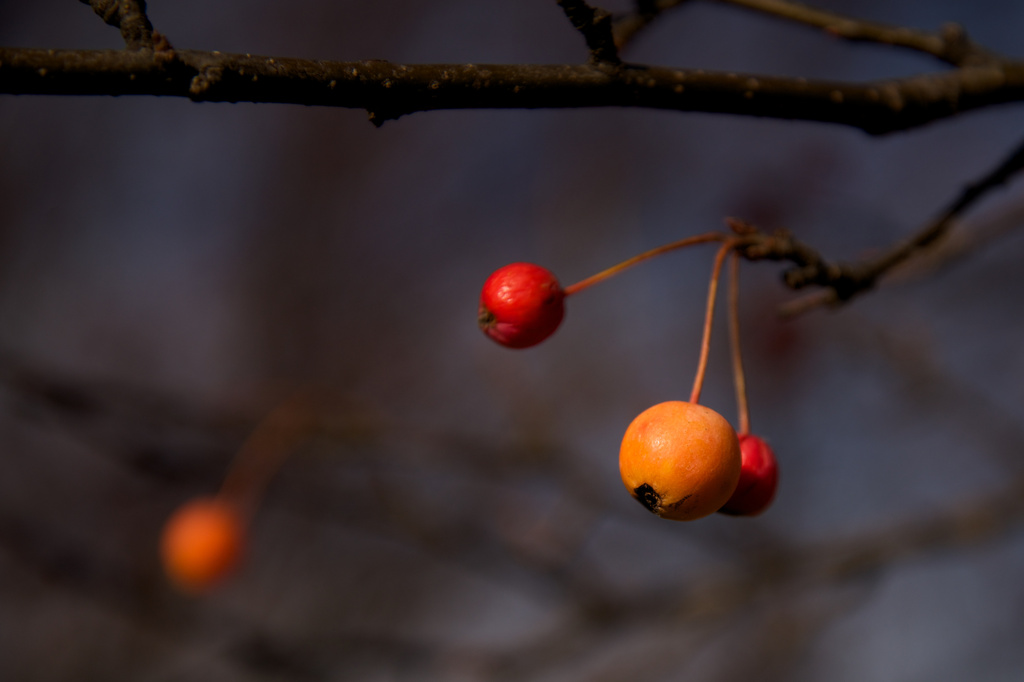 Berries and Bokeh by taffy