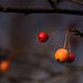 Berries and Bokeh by taffy