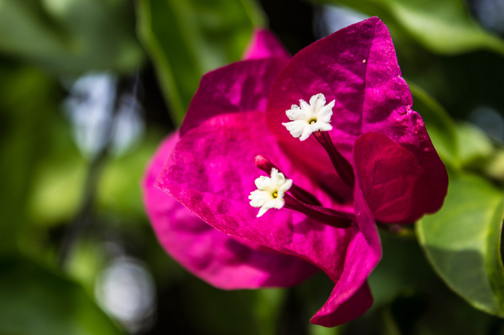 Bougainvillea by goosemanning