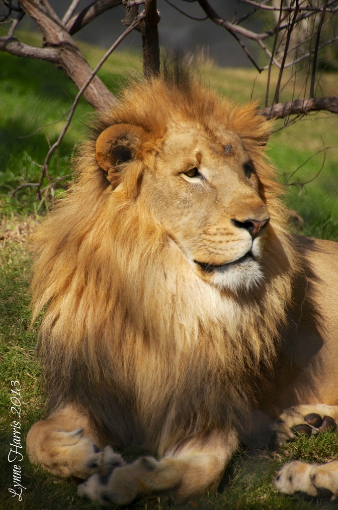 King of the Zoo by lynne5477