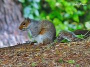 15th Nov 2013 - Squirrel Joins Weight Watchers.