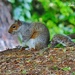Squirrel Joins Weight Watchers. by ladymagpie