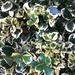 Variagated Holly in our garden by jennymdennis