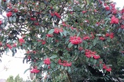 15th Nov 2013 - Berries are ready. Where are the redwings?
