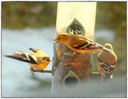 15th Nov 2013 - The finches are back.