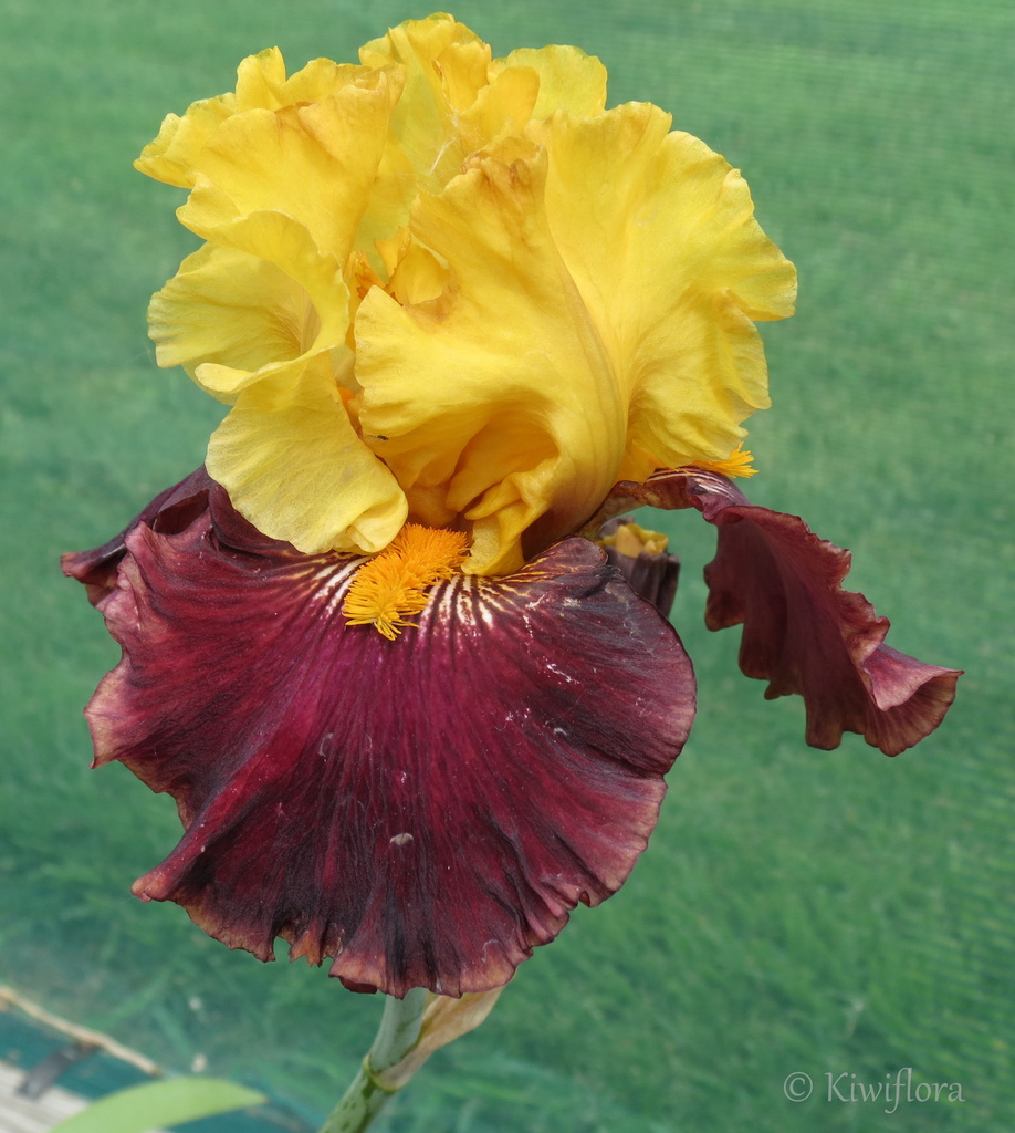 Tall Bearded Iris 'Supreme Sultan' by kiwiflora