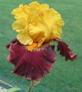 11th Nov 2013 - Tall Bearded Iris 'Supreme Sultan'