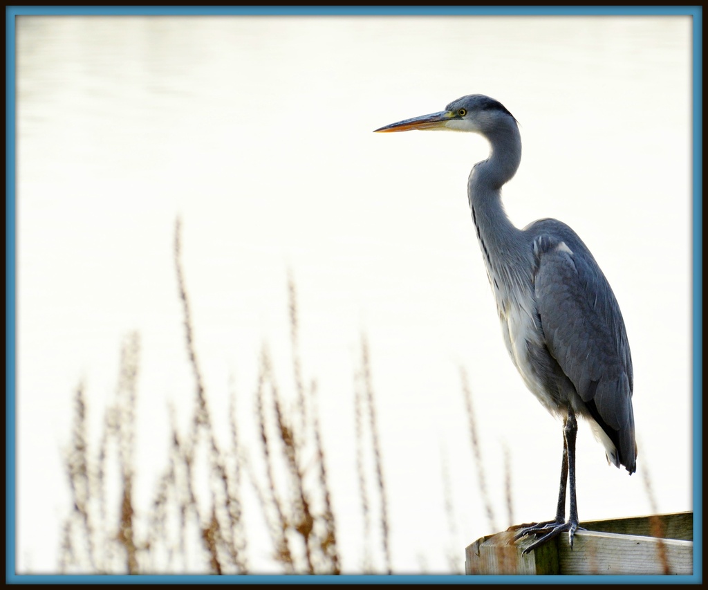 Another heron by rosiekind