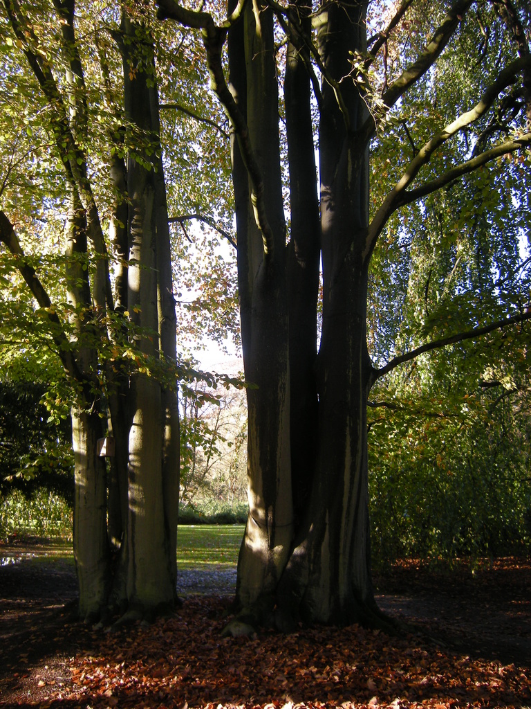 Tree trunks by pyrrhula