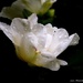 Camellia in the Rain by princessleia