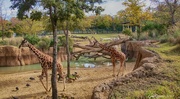 16th Nov 2013 - Giraffes at the Zoo