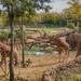 Giraffes at the Zoo by lynne5477