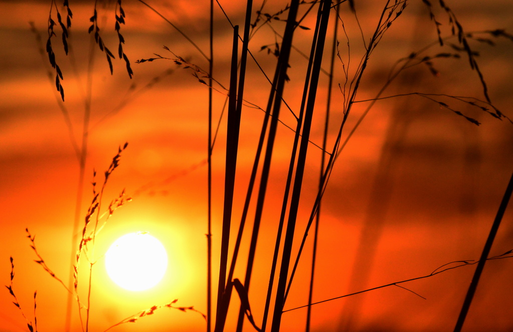 Tall Grass, Setting Sun by kareenking
