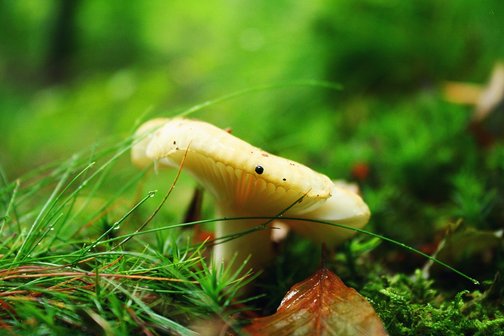 A little mushroom in its natural habitat :) by lily