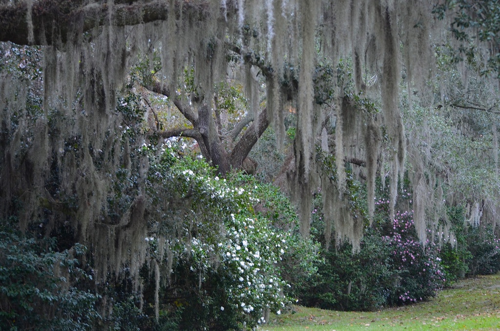 Spanish moss, live oaks and Sasanqua camellias at Charles Towne Landing State Historic Park, Charleston, SC by congaree