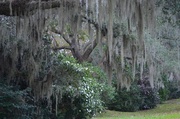 15th Nov 2013 - Spanish moss, live oaks and Sasanqua camellias at Charles Towne Landing State Historic Park, Charleston, SC