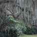 Spanish moss, live oaks and Sasanqua camellias at Charles Towne Landing State Historic Park, Charleston, SC by congaree