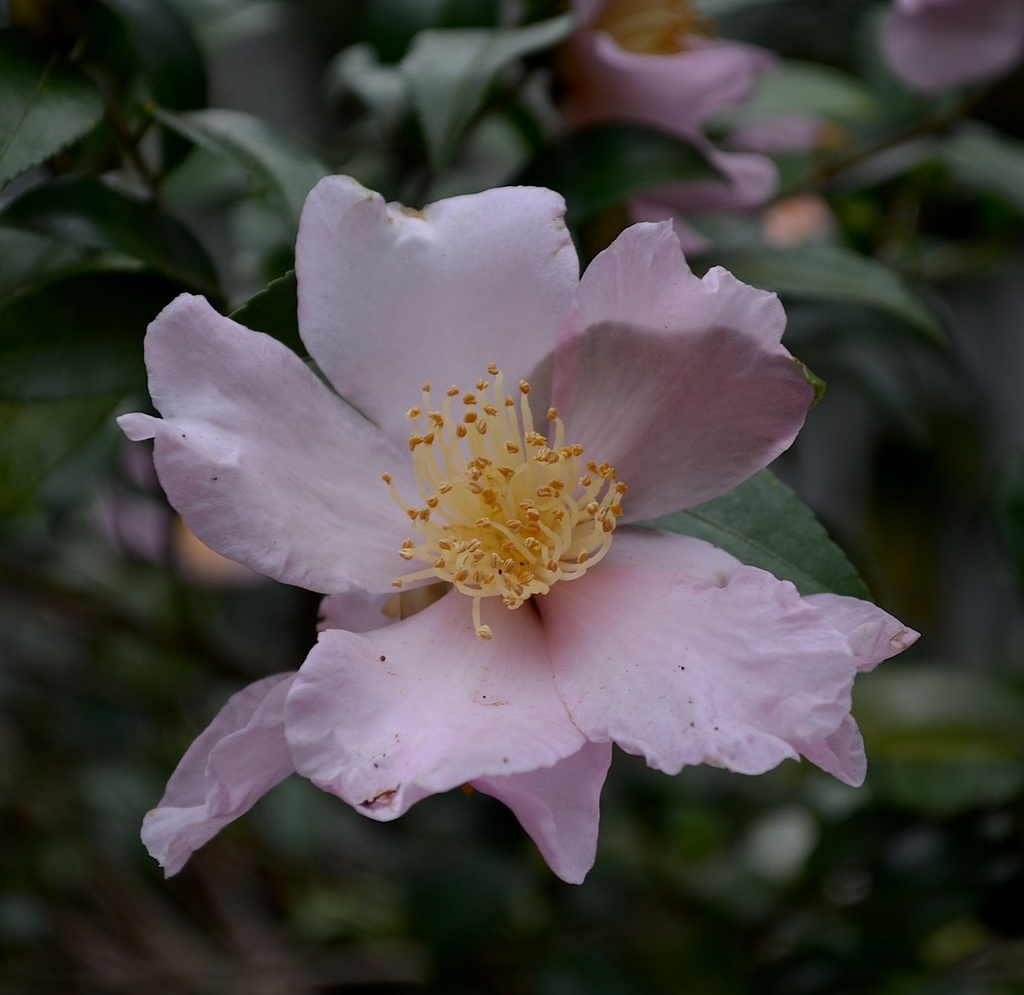 Sasanqua camellia by congaree